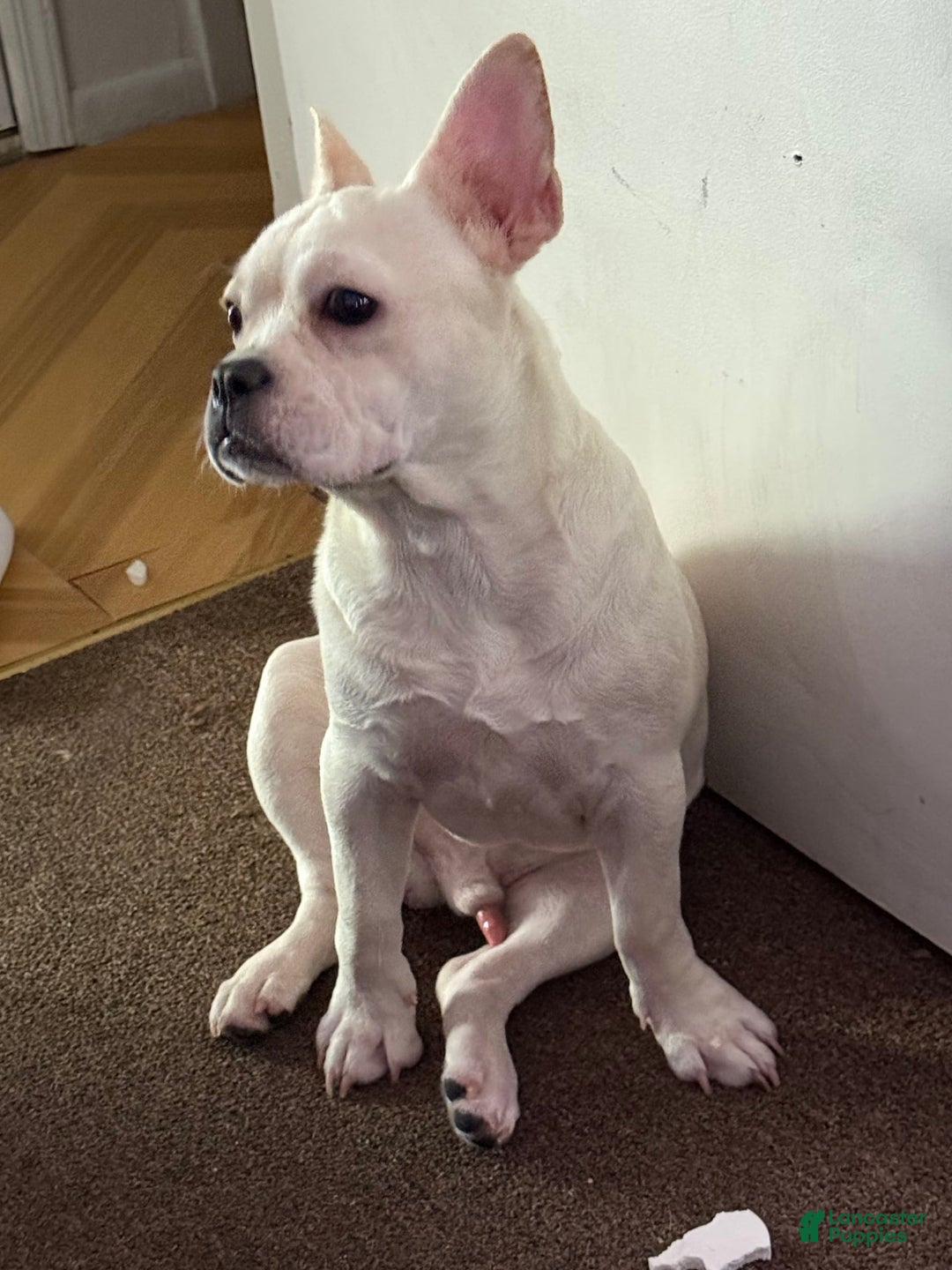 French Bulldog dogs for sale: Owen - Image 1