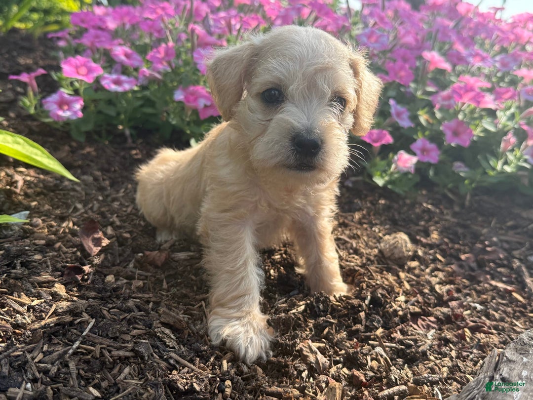 Schnoodle dogs for sale: Ivory - Image 3