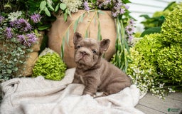 French Bulldog dogs for sale: Opal - Image 4