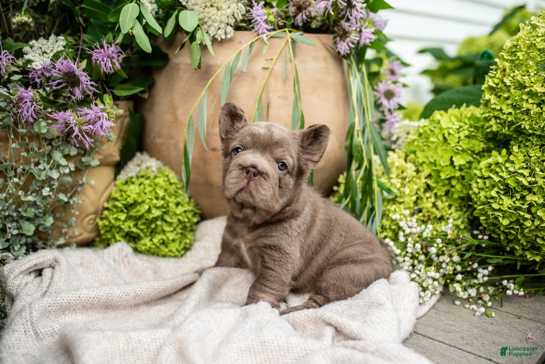 French Bulldog dogs for sale: Opal - Image 4