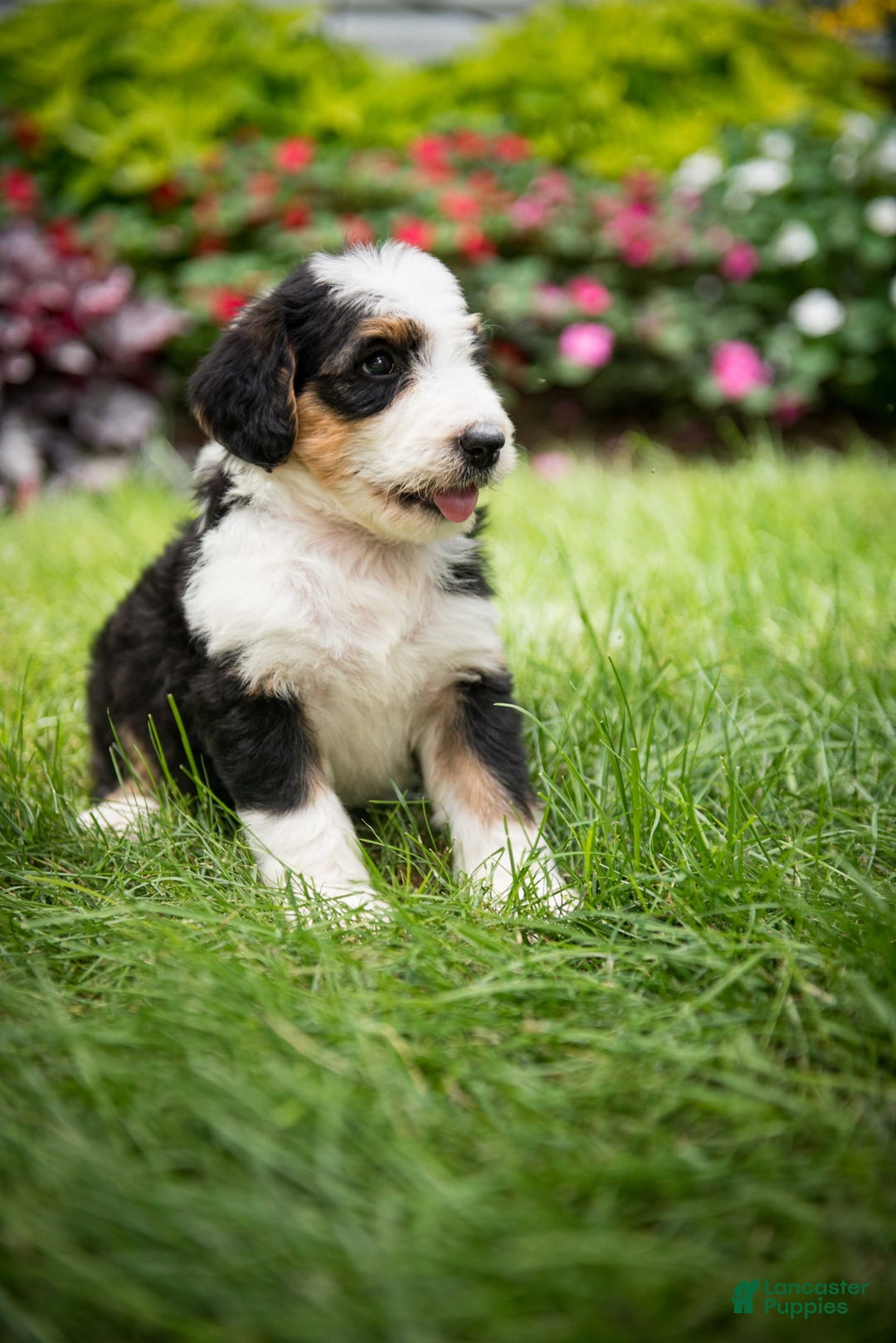 Bernedoodle dogs for sale: Bessie - Image 6