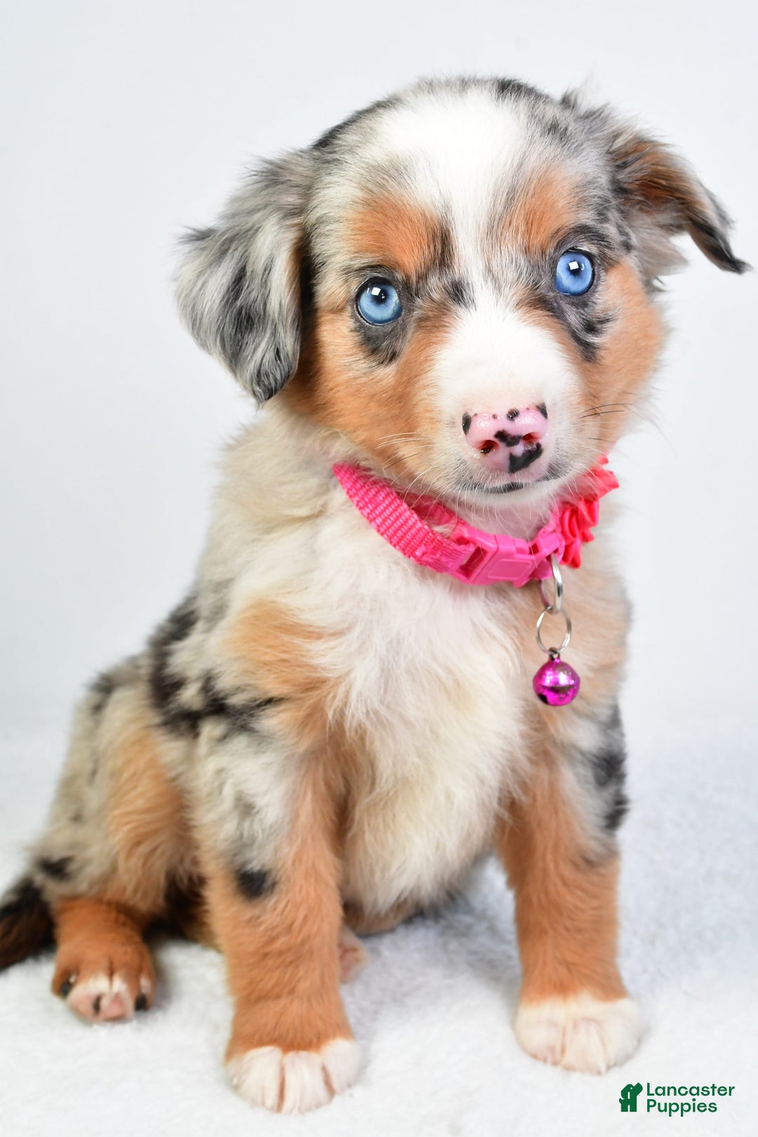 Miniature Australian Shepherd dogs for sale: Shelly - Image 2