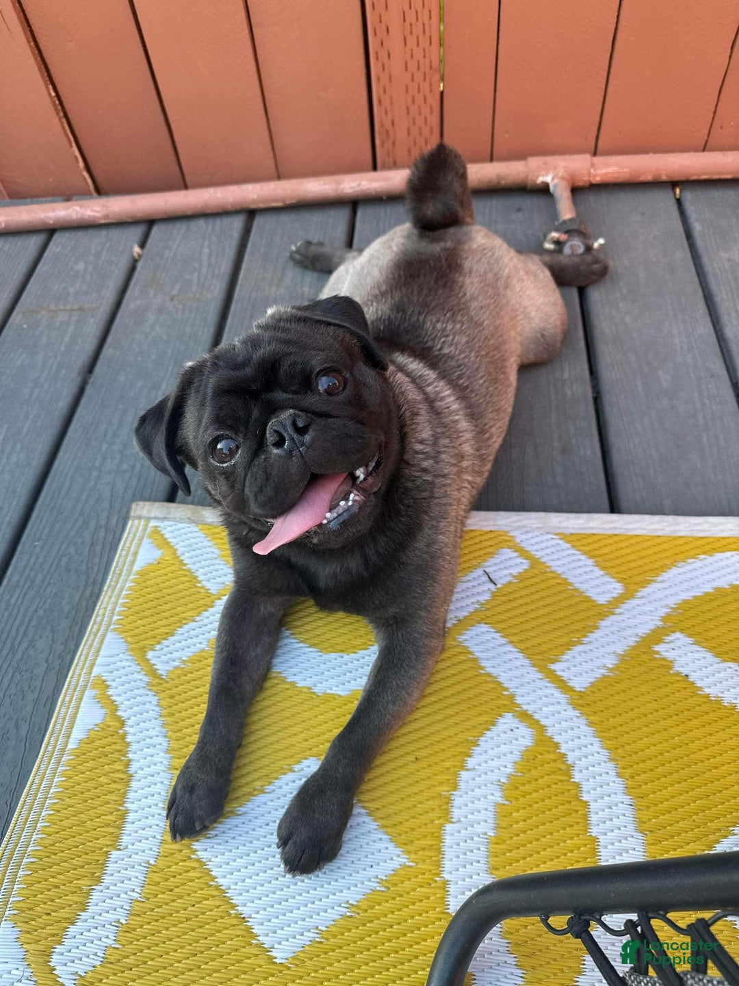 Pug dogs for sale: Potato - Image 8