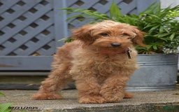 Mini Goldendoodle dogs for sale: Zoey - Image 7
