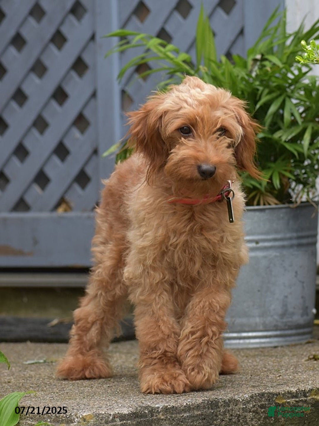 Mini Goldendoodle dogs for sale: Zoey - Image 7