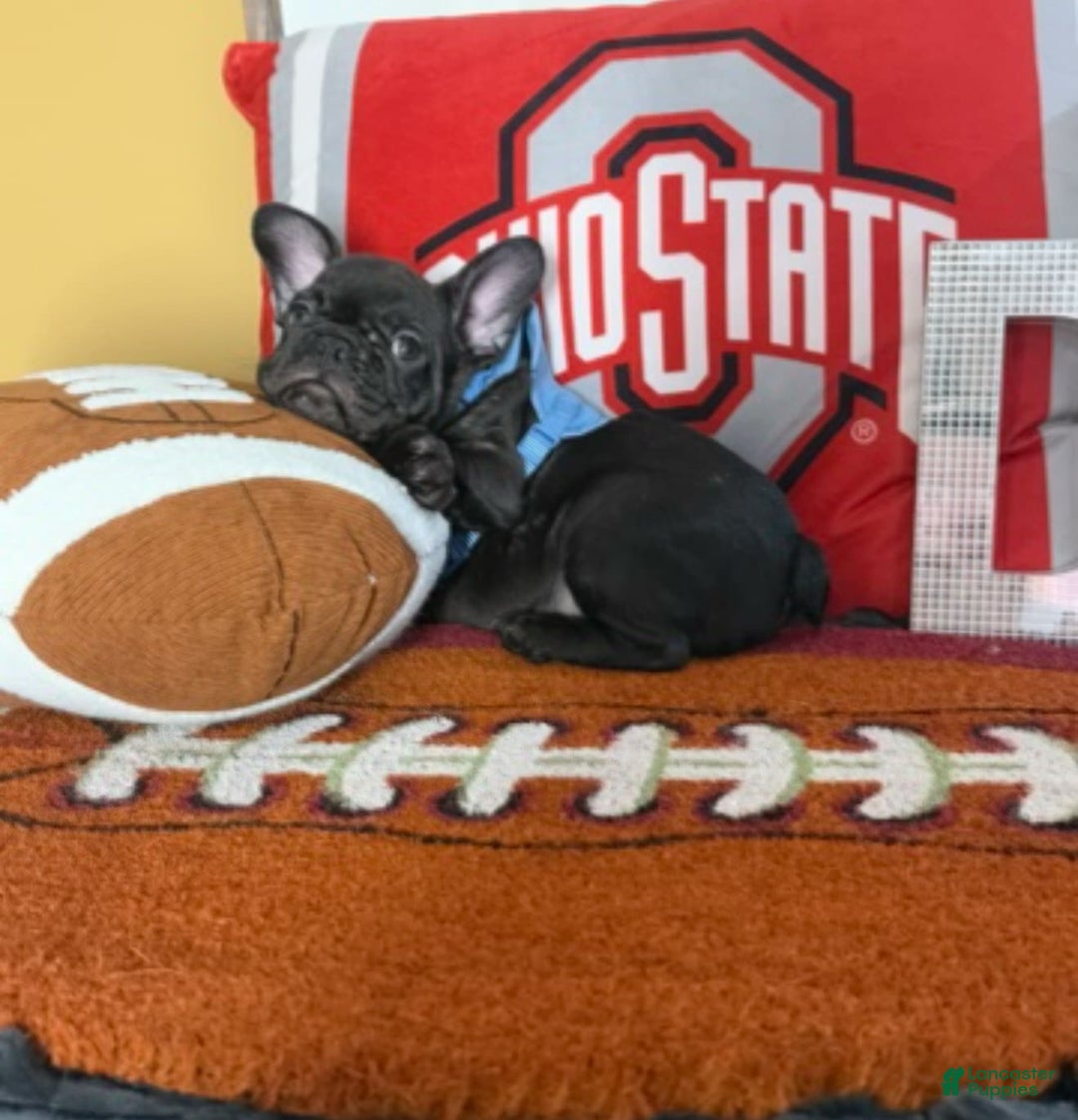 French Bulldog dogs for sale: Jack - Image 3