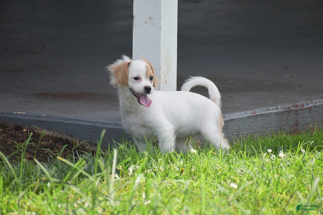 Cavapoo dogs for sale: Mariah - Image 5