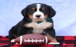 Bernese Mountain Dog dogs for sale: Snoopy - Image 8