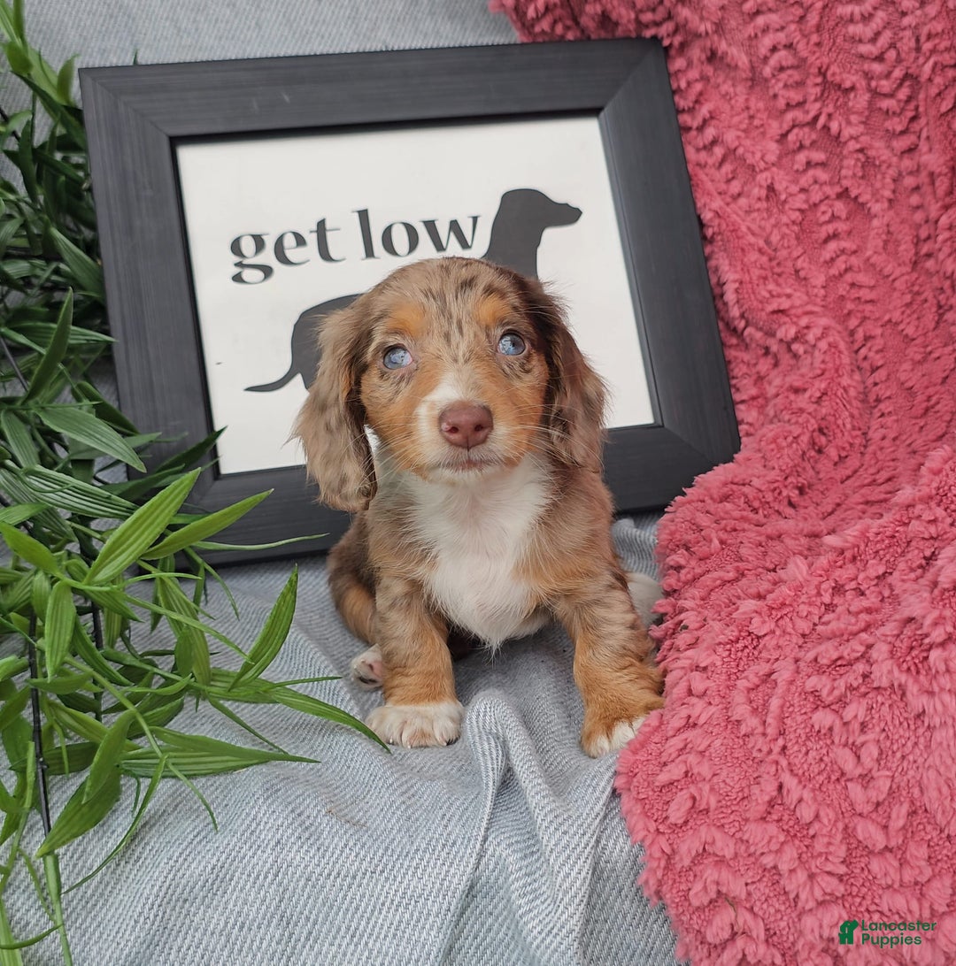 Miniature Dachshund dogs for sale: JEZEBEL - Image 4