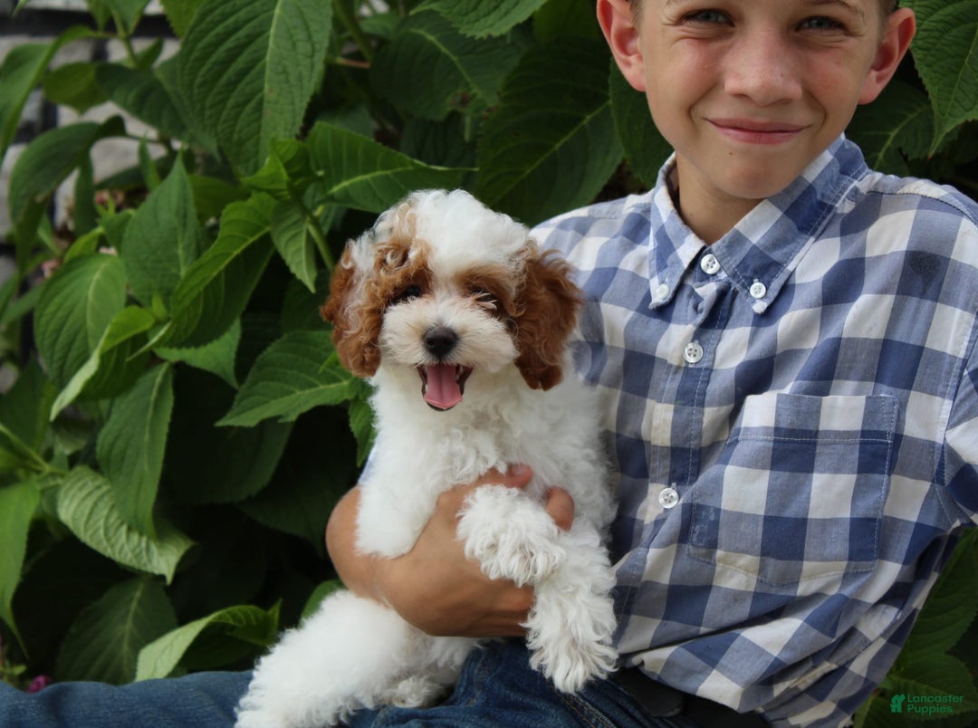 Miniature Poodle dogs for sale: Lily - Image 11