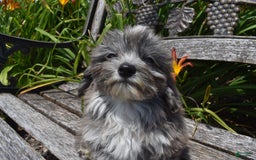 Havapoo dogs for sale: Zorro - Image 15