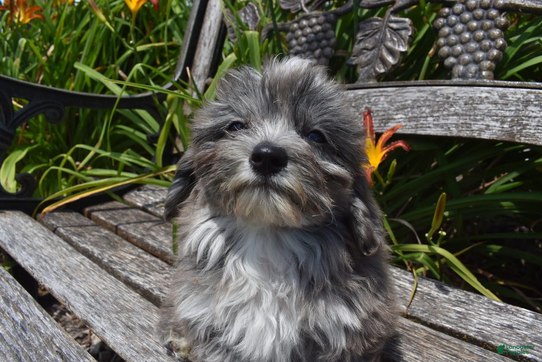 Havapoo dogs for sale: Zorro - Image 15