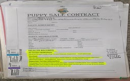Boston Terrier dogs for sale: Piper - Image 2