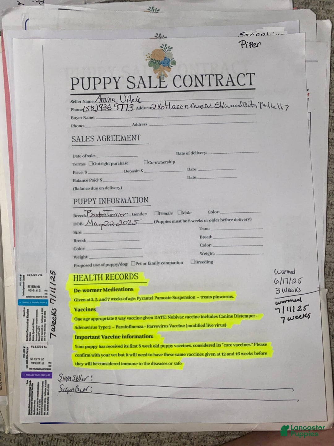Boston Terrier dogs for sale: Piper - Image 2