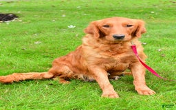 Mini Goldendoodle dogs for sale: Toby - Image 9
