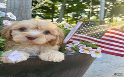 Cavapoo dogs for sale: Leo - Image 5