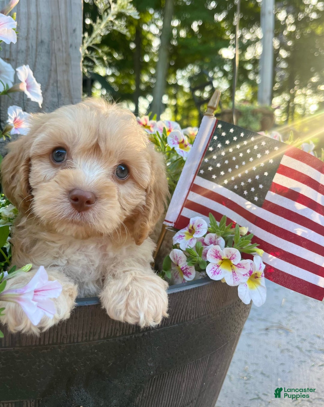 Cavapoo dogs for sale: Leo - Image 5