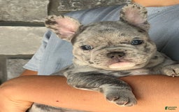 French Bulldog dogs for sale: Loki - Image 6