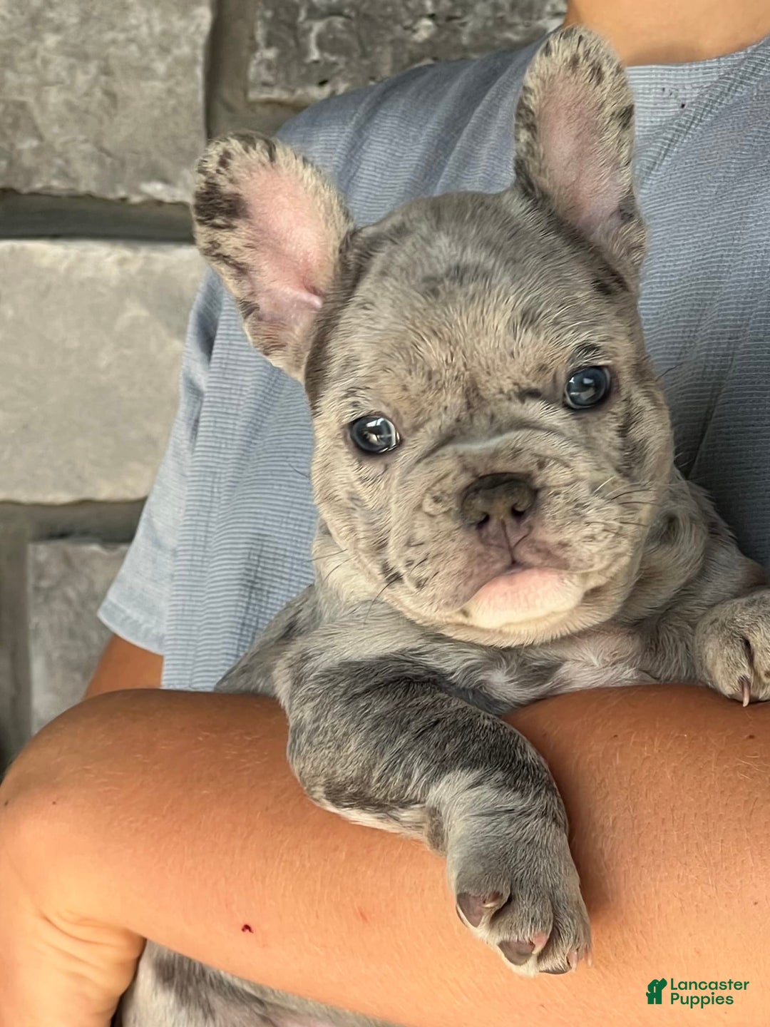 French Bulldog dogs for sale: Loki - Image 6