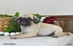 Puggle dogs for sale: Misty - Image 5