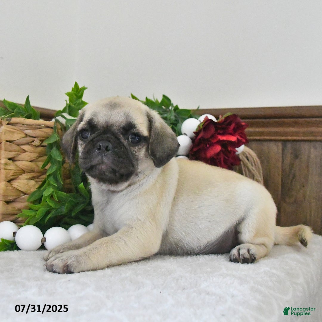Puggle dogs for sale: Misty - Image 5