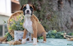 Boxer dogs for sale: Fable - Image 3
