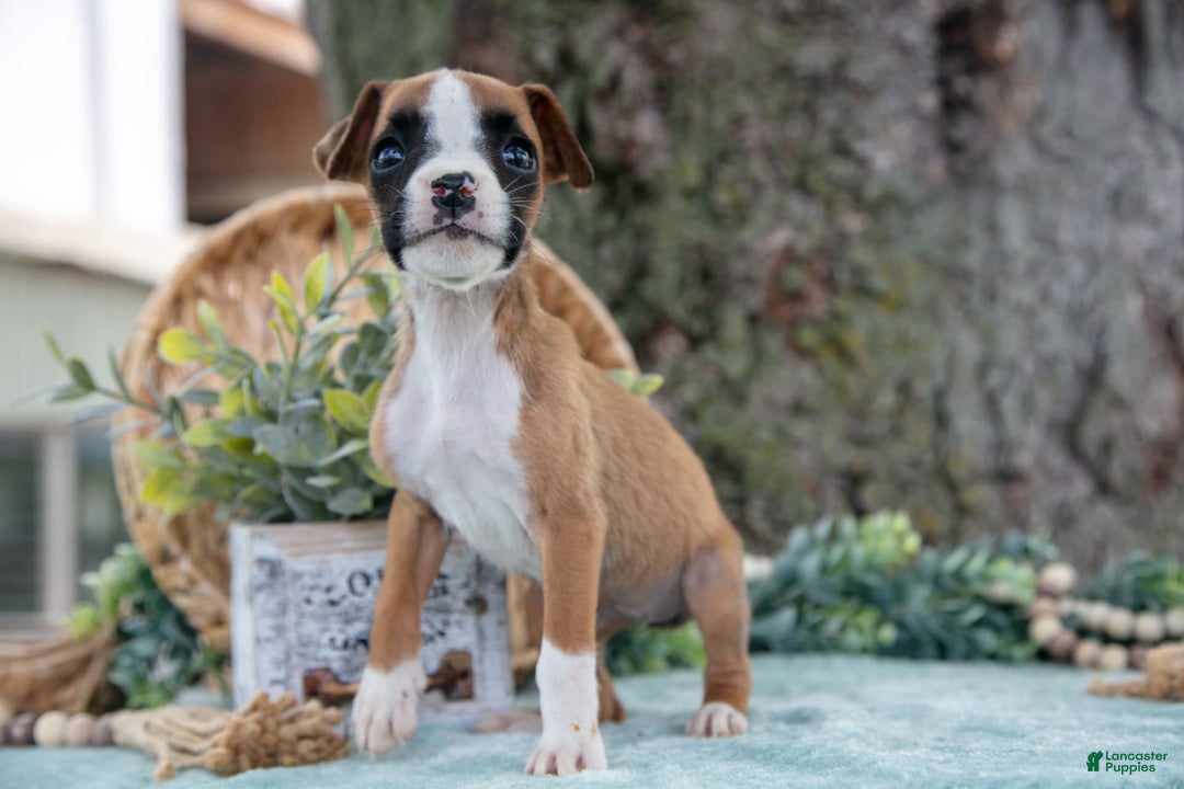 Boxer dogs for sale: Fable - Image 3