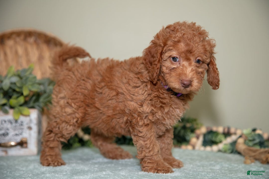 Cavapoo dogs for sale: Gigi - Image 2