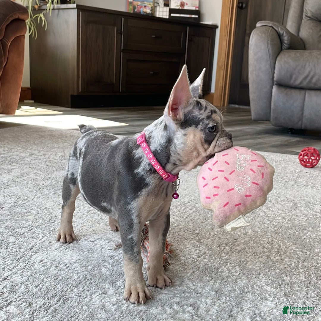 French Bulldog dogs for sale: Nila - Image 22