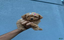 Toy Poodle dogs for sale: Teacup Diamond - Image 1