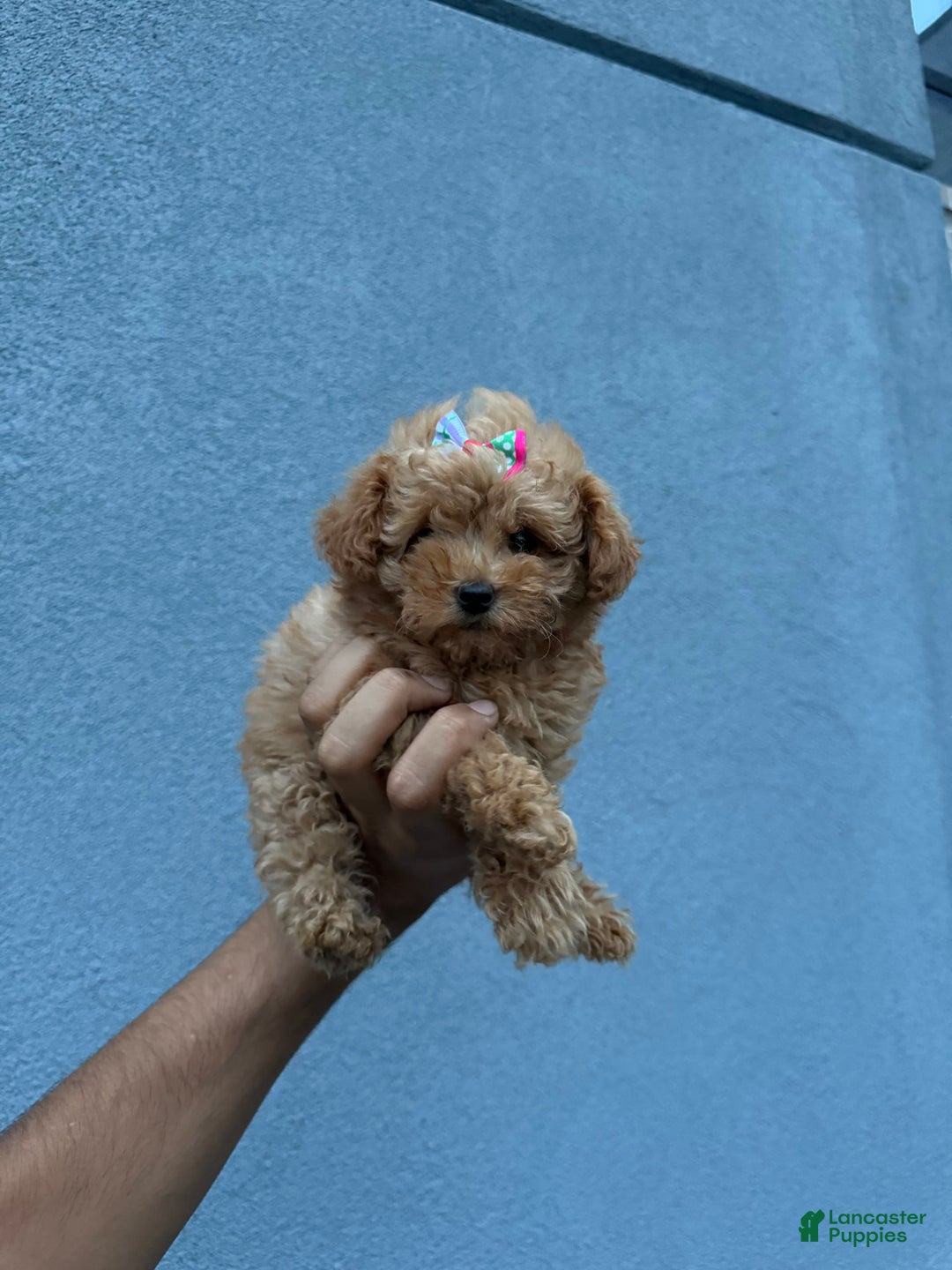 Toy Poodle dogs for sale: Teacup Diamond - Image 1
