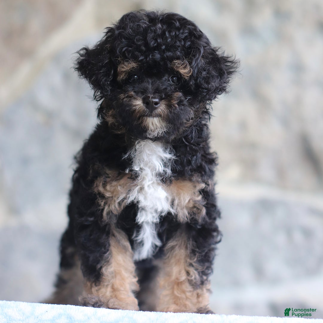 Toy Poodle dogs for sale: Patty - Image 4