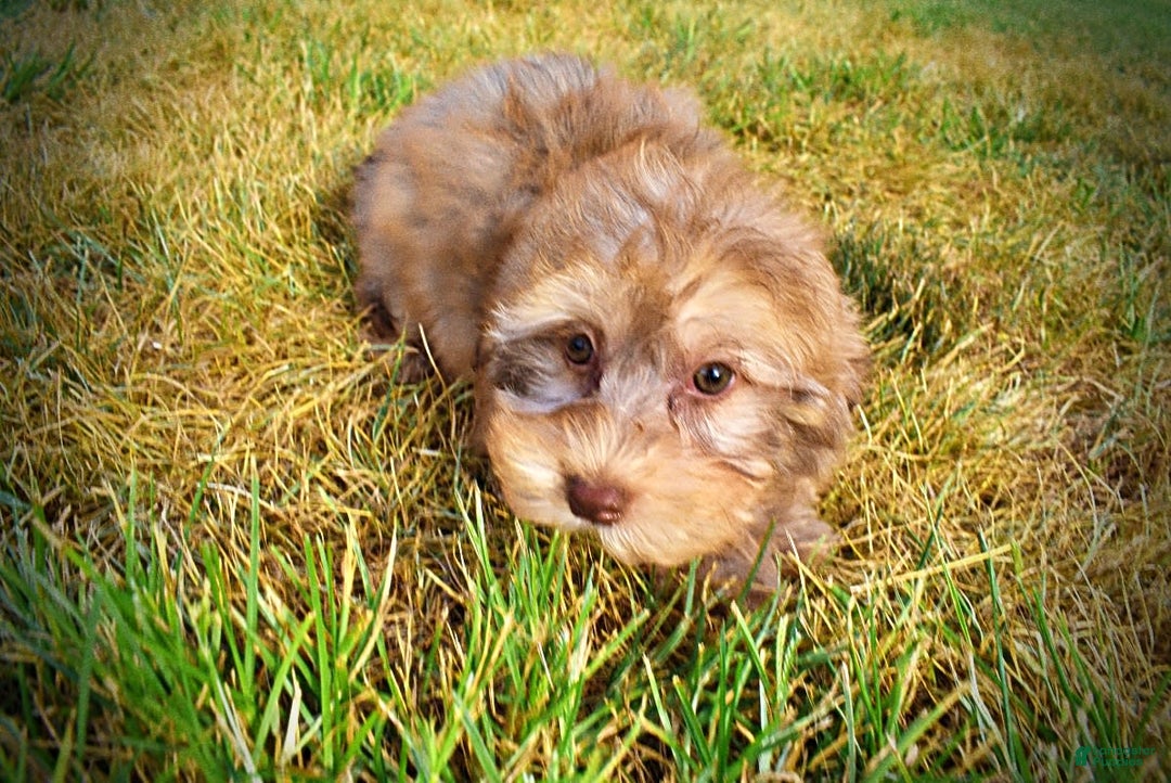 Havapoo dogs for sale: Jazzy - Image 5
