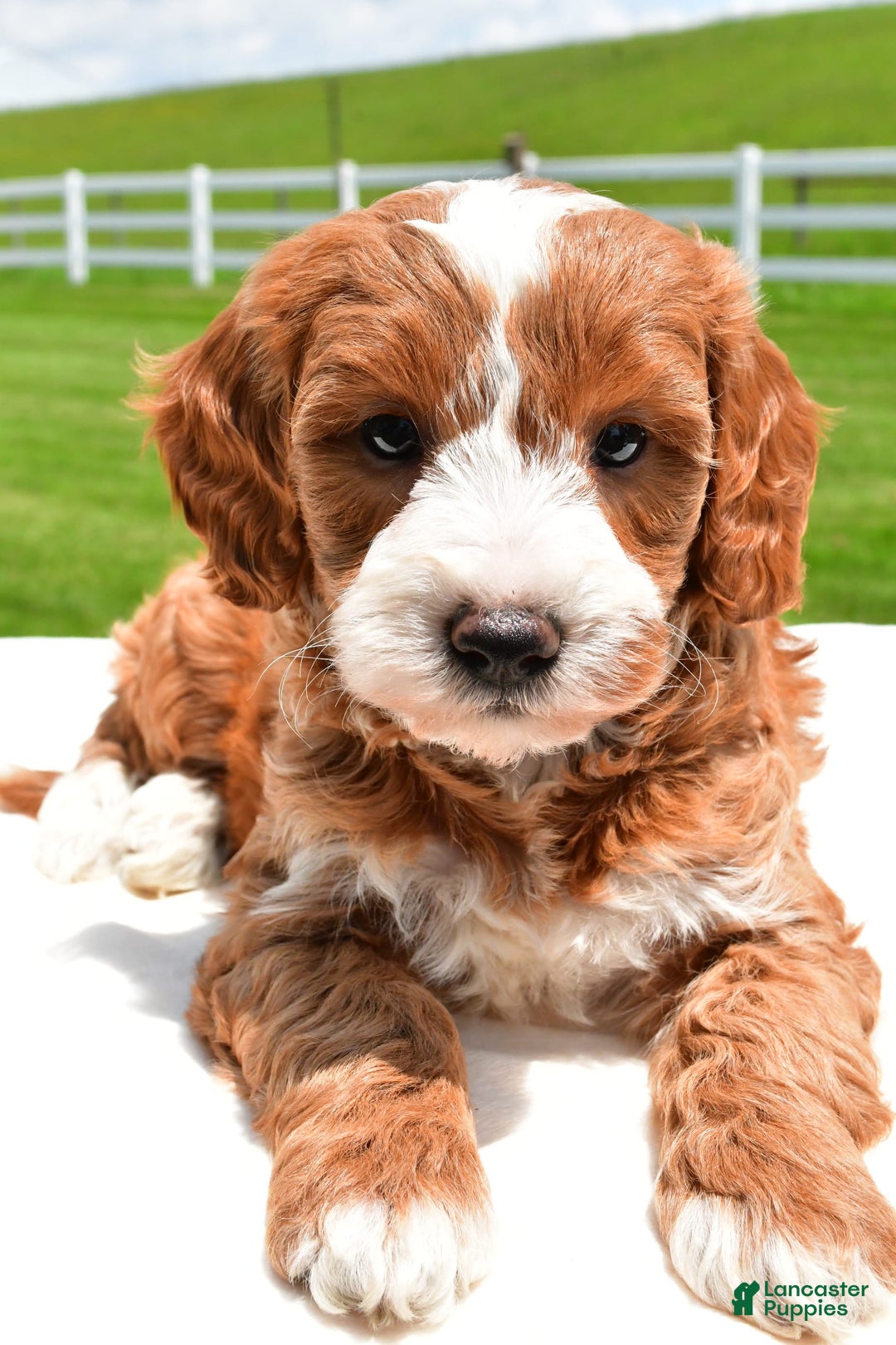 Mini Goldendoodle dogs for sale: Justin - Image 5