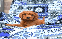 Cavapoo dogs for sale: Basil - Image 3
