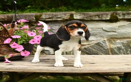 Beagle dogs for sale: Daisy - Image 1