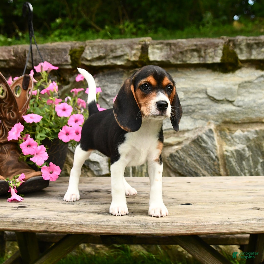 Beagle dogs for sale: Daisy - Image 1