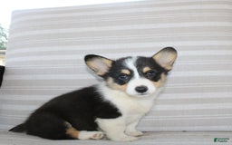 Welsh Corgi Pembroke dogs for sale: Lucky - Image 6