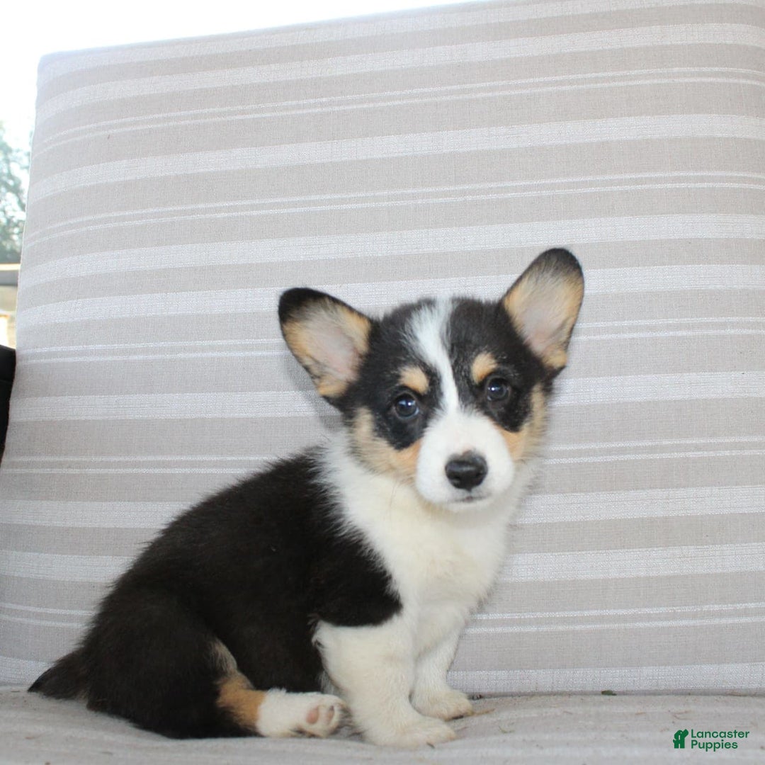 Welsh Corgi Pembroke dogs for sale: Lucky - Image 6