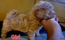 Maltipoo dogs for sale: Jade - Image 3