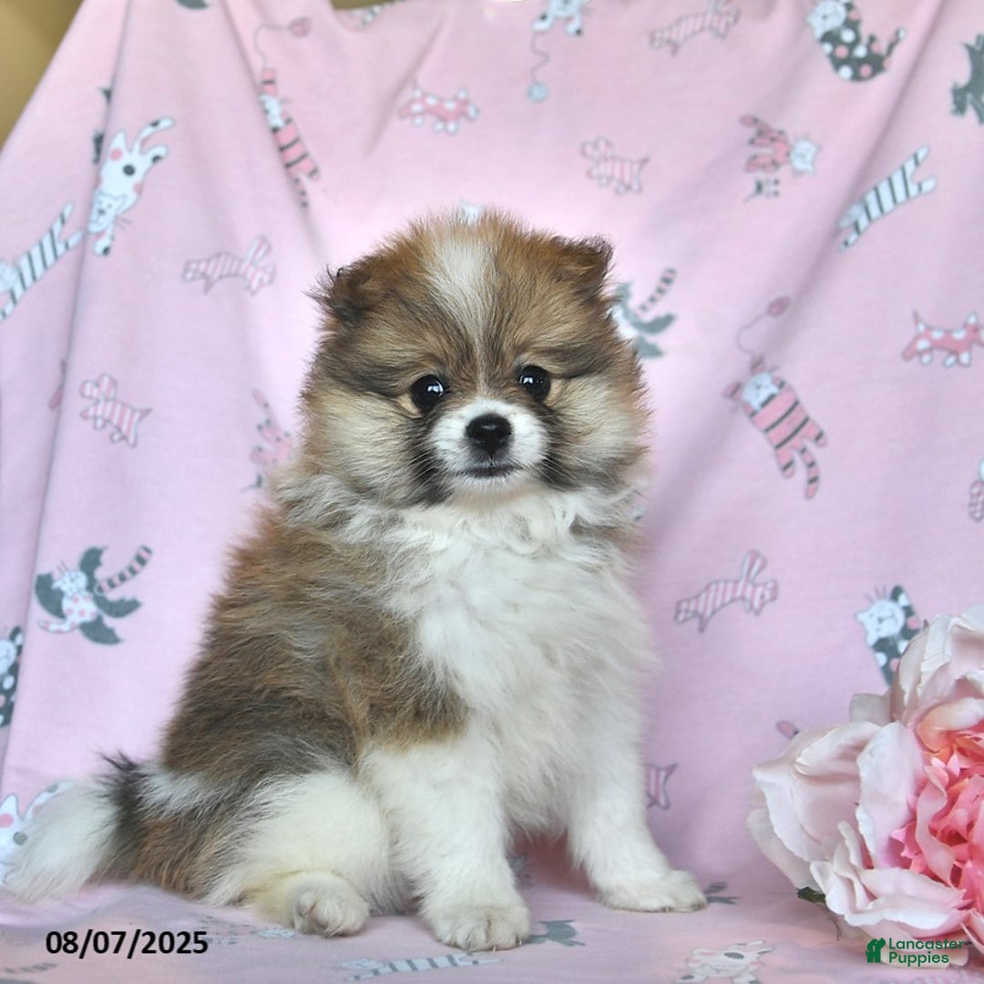 Pomeranian dogs for sale: Mocha - Image 3