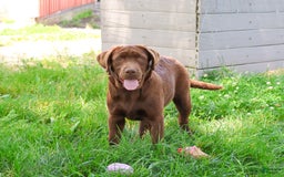 Labrador Retriever dogs for sale: Neveah - Image 6