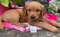 Goldendoodle dogs for sale: Washington - Image 6