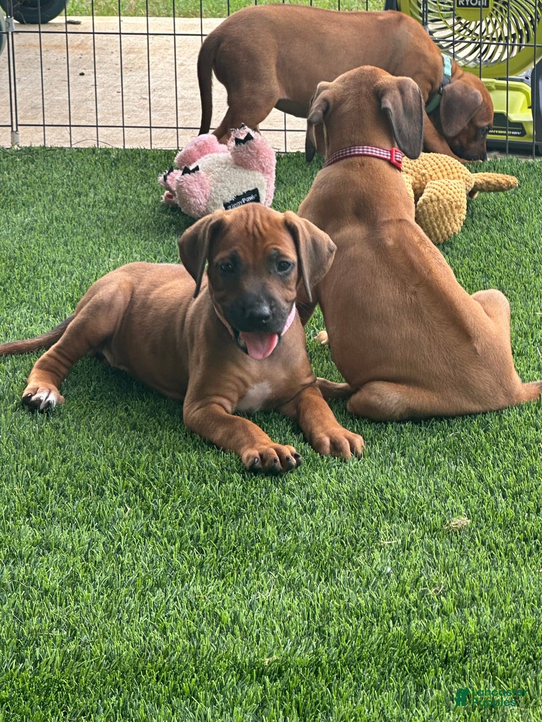 Rhodesian Ridgeback dogs for sale: Sandy - Image 8