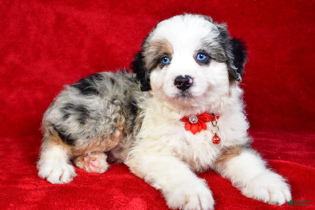Mini Aussiedoodle dogs for sale: Austen - Image 5