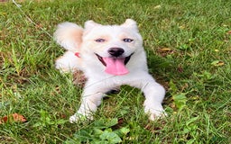 Pomsky dogs for sale: Aden - Image 23