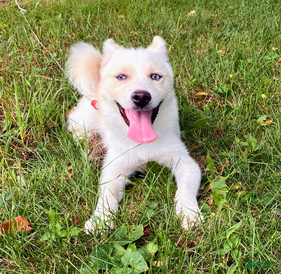 Pomsky dogs for sale: Aden - Image 23