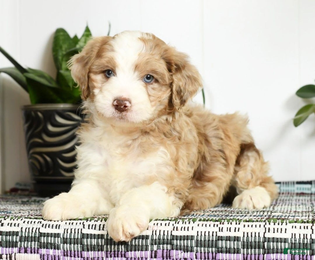 Aussiedoodle dogs for sale: Trixy - Image 3