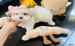 Maltipoo dogs for sale: Maltipoo - Image 1
