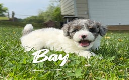 Miniature Poodle dogs for sale: Bay - Image 1